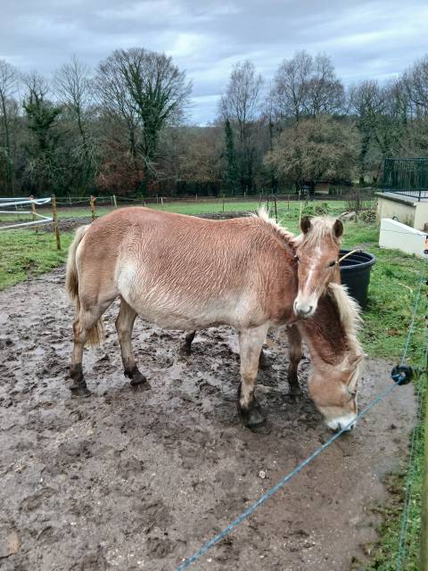 Merrie Haflinger Te koop 2020 Vos
