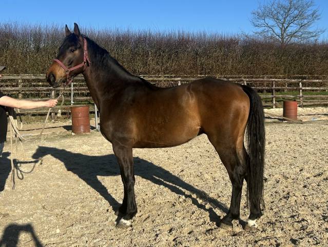 Merrie Bekend ras Te koop 2022 Donker bruin / bai