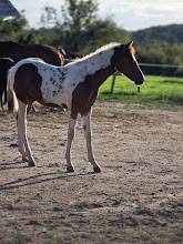 Veulen (ml) Bekend ras Te koop 2025 Paint