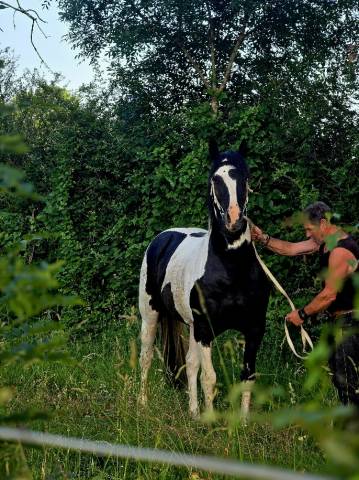 BLACK AND VHITEDEVAL - Bekend ras 2011