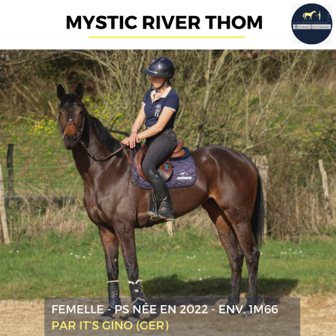 Merrie Volbloed Te koop 2022 Donker bruin / bai