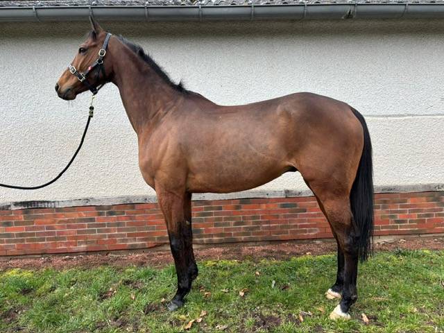 Ruin Volbloed Te koop 2016 Donker bruin / bai