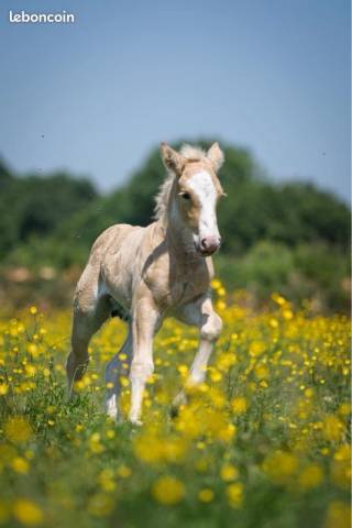 Merrie Gypsy Cob Te koop 2024 Palomino