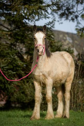 Veulen (vr) Gypsy Cob Te koop 2025 Isabel