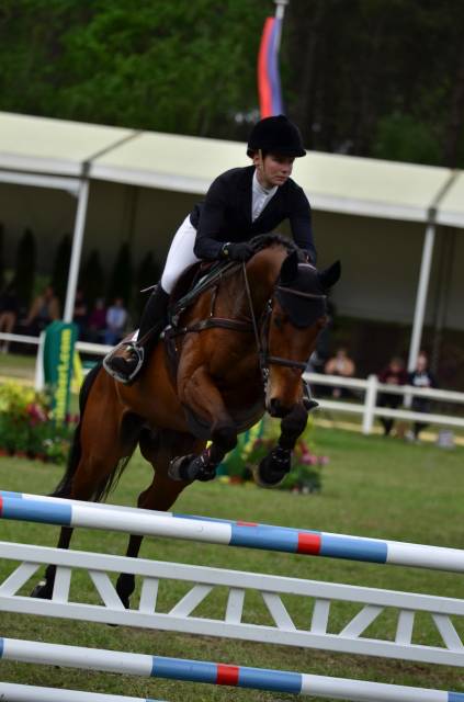 Ruin Selle Fran&ccedil;ais Te koop 2016 Donker bruin / bai ,  CANTURO