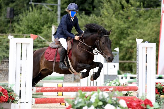 Merrie Welsh Pony (Section B) Te koop 2016 Bruin / Bai ,  Uiskey d'Or