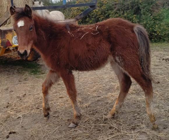 Veulen (ml) Franse rijpony PFS Te koop 2025 Donker bruin / bai ,  Virago d'Arquetan