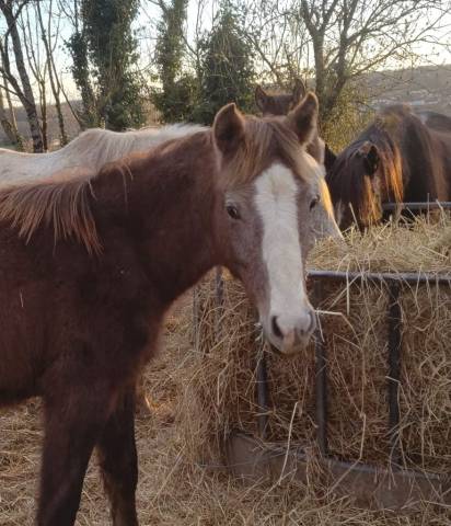 Veulen (ml) Franse rijpony PFS Te koop 2025 Schimmel ,  PAWNEE