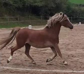 Draagmerrie Welsh Pony (Section A) Te koop 2015 Vos ,  VECHTZICHT'S HYWEL (NLD)