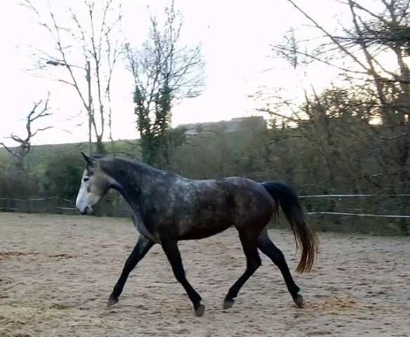 Merrie Connemara Te koop 2021 Schimmel ,  RIP OFF DU FRENE