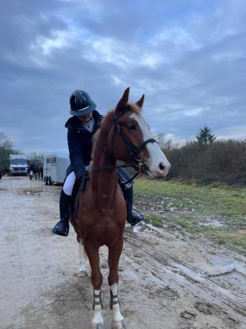 Ruin Franse rijpony PFS Te koop 2022 Vos