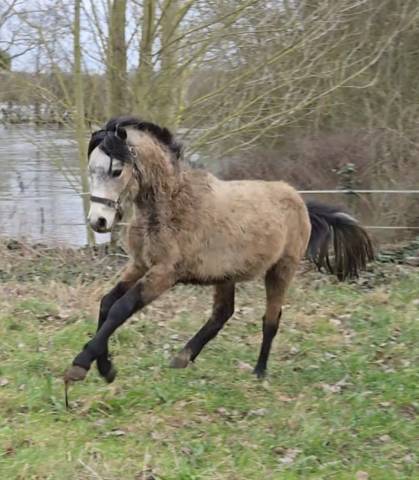 Hengst Franse rijpony PFS Te koop 2023 Isabel