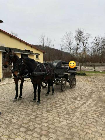 Ruin Nonius Te koop 2021 Bruin / Bai