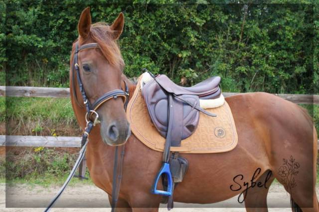 Merrie Engels volbloed Te koop 2021 Vos ,  Nom de d'la