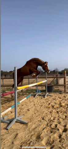 Hengst Welsh Pony (Section C) Te koop 2023 Lichte manen en staart