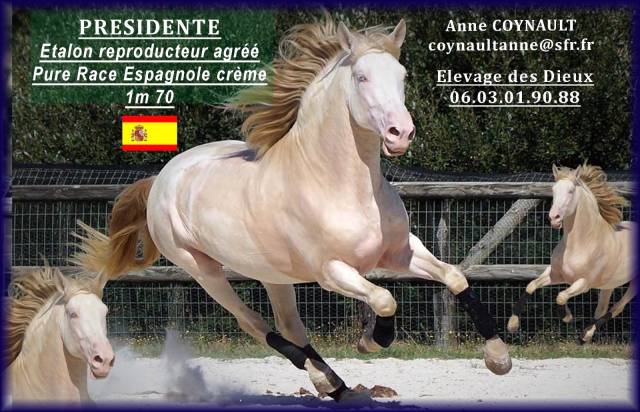 PRESIDENTE DE JARAMA - PRE Puur Ras Spaans 2016 ,  SERRANO UNO