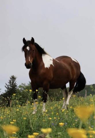 Merrie Andere pony rassen Te koop 2010 Bruin / Bai