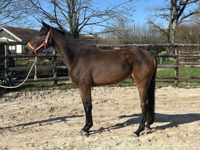 Merrie Zangersheide Te koop 2022 Donker bruin / bai ,  CANTURO