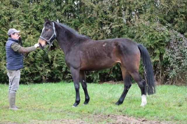 Merrie Bekend ras Te koop 2022 Donker bruin / bai ,  CRAZY COOL DU GAZON Z