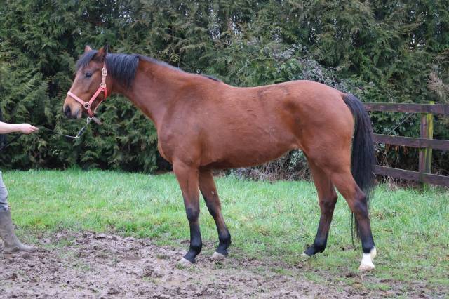 Merrie Zangersheide Te koop 2022 Donker bruin / bai ,  CONTINUU%