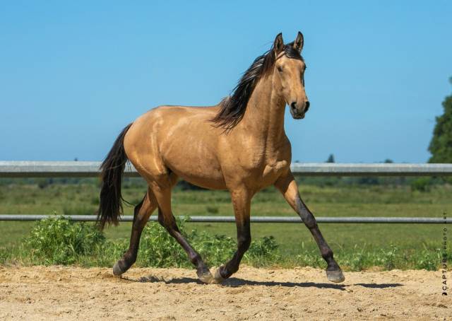 Hengst Lusitano Te koop 2023 Isabel ,  Berlioz du Castel