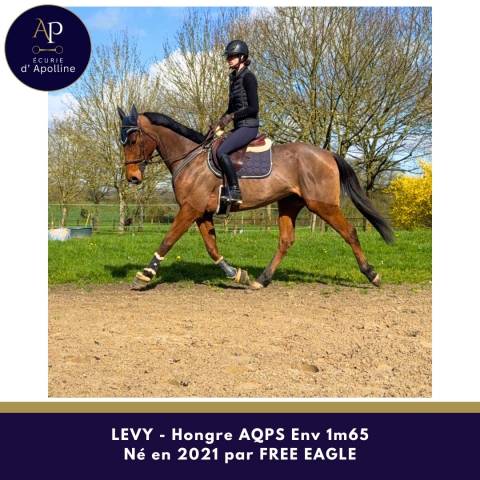 Ruin Autre Que Pur-Sang (Geen volbloed) Te koop 2021 Donker bruin / bai