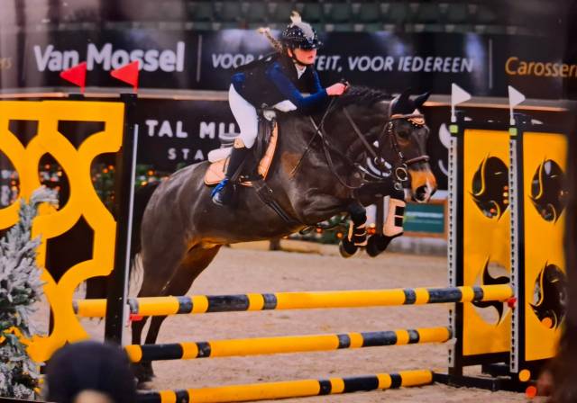 Merrie New Forest Te koop 2014 Donker bruin / bai