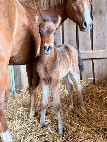 Veulen (ml) Franse rijpony PFS Te koop 2026 Bruin / Bai