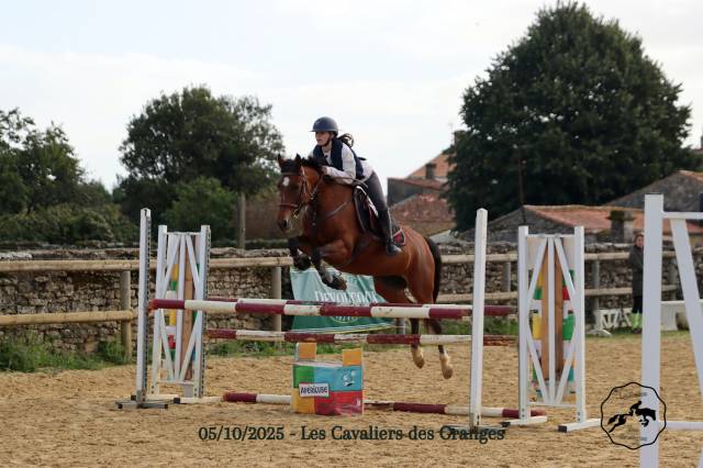 Merrie Franse rijpony PFS Te koop 2015 Donker bruin / bai ,  INTERMEDE A BORD