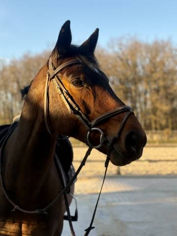 Ruin Selle Fran&ccedil;ais Te koop 2016 Donker bruin / bai