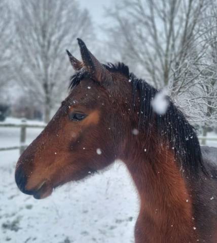 Merrie Connemara Te koop 2022 Donker bruin / bai ,  WESTIDE MIRAH II