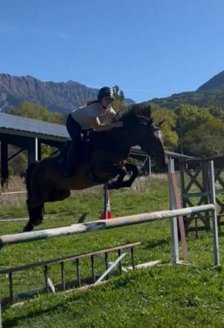 Merrie Bekend ras Te koop 2018 Donker bruin / bai