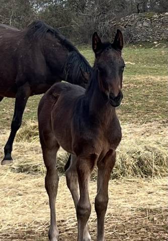 Veulen (vr) Selle Fran&ccedil;ais Te koop 2026 Bruin / Bai ,  Joker d&rsquo; euskadi