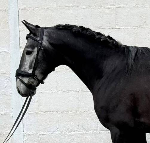 Hengst Lusitano Te koop 2021 Schimmel