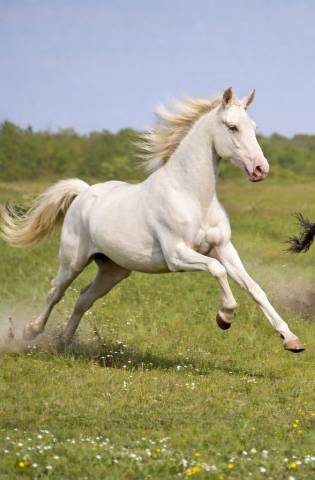 Veulen (ml) PRE Puur Ras Spaans Te koop 2024 Perlino ,  PRESIDENTE DE JARAMA