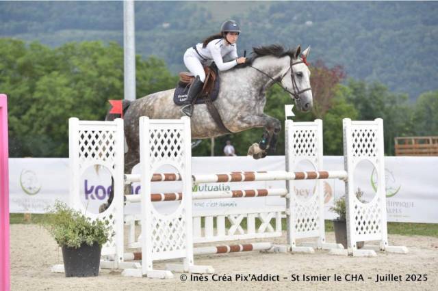 Merrie Selle Fran&ccedil;ais Te koop 2017 Schimmel