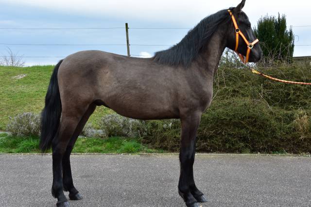 Hengst PRE Puur Ras Spaans Te koop 2024 Zwart ,  NEGRITO XVI