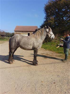 Veulen (vr) Bekend ras Te koop 2022 Schimmel ,  HORSE DU LAC