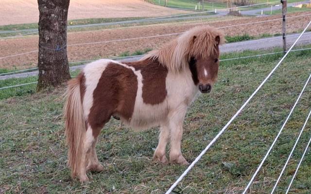 Veulen (ml) Shetland Te koop 2025 Bont ,  INDY d'ARGON