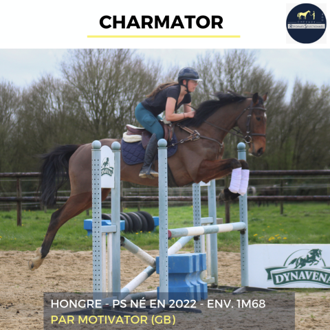 Ruin Volbloed Te koop 2022 Donker bruin / bai