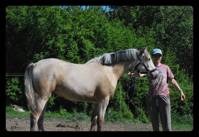 Merrie Franse rijpony PFS Te koop 2025 Isabel ,  Eye catcher de l'ourcq