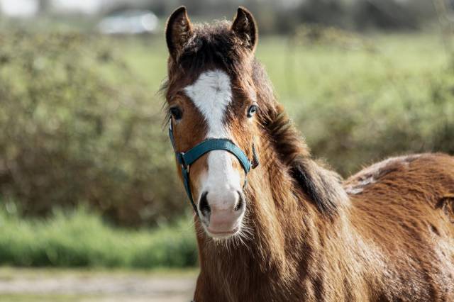 Veulen (vr) Franse rijpony PFS Te koop 2025 Donker bruin / bai ,  GREATSTAR EMBET TILIA