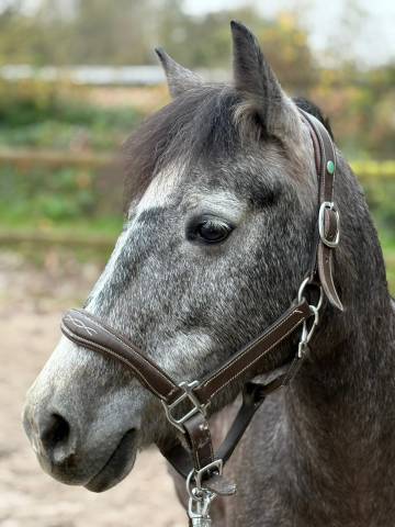 Merrie Franse rijpony PFS Te koop 2021 Schimmel ,  KLINDOEIL DU VERGER