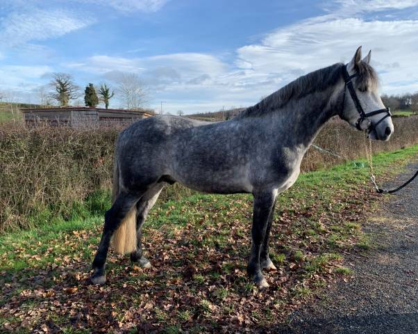 GALION DE MINUIT - Connemara 2016 ,  GRANIT'BOY PONDI