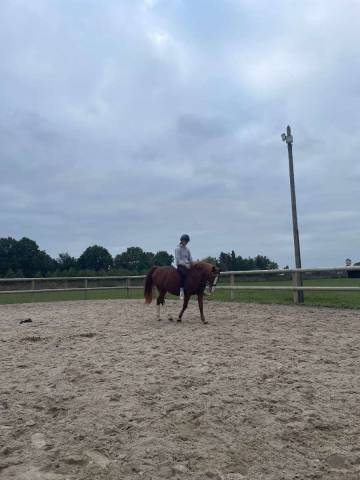 Merrie Franse rijpony PFS Te koop 2007 Vos