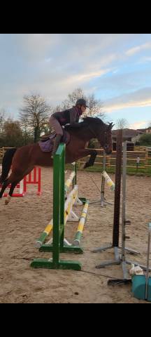 Merrie Franse rijpony PFS Te koop 2021 Donker bruin / bai ,  Etadam d&rsquo;Odival