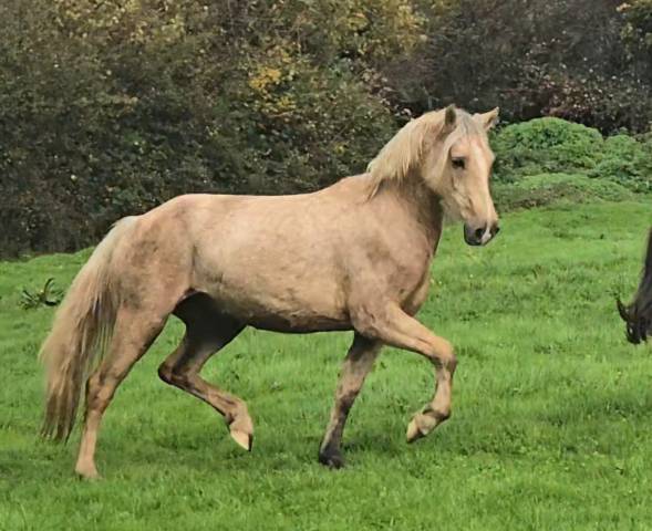 Merrie Welsh Pony (Section D), Welsh Cob  Te koop 2023 Palomino ,  Just a breeze Kiba