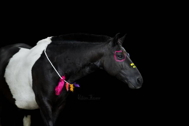 Ruin Andere pony rassen Te koop 2016 Bontzwart