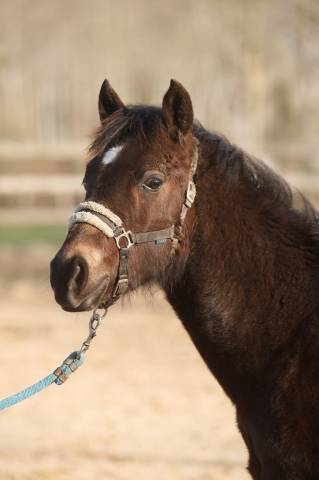 Ruin New Forest Te koop 2025 Isabel ,  L'ancelot du m&eacute;nage