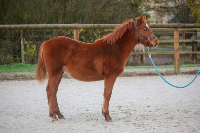 Merrie New Forest Te koop 2025 Vos ,  L'ancelot du m&eacute;nage